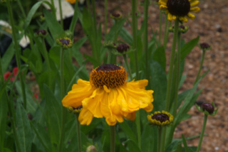 Helenium bigelovii 'The Bishop'Zonnekruid bestellen